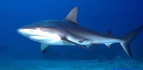 Carribean Reef Shark