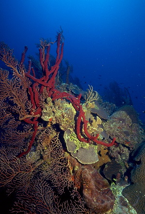 underwater photos