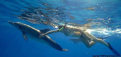 dolphin snorkeling
