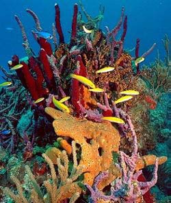 bahamas snorkeling